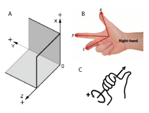Figure 4: (A) A 3D coordinate frame in cartesian space. (B) The right hand rule all frames will abide by. (C) The thumb represents the axis, and the curled fingers represent convention for positive rotation.